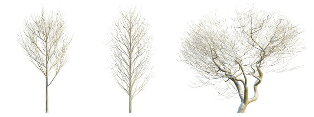 Fraxinus excelsior winter 4k png cutout transparent