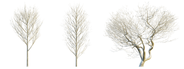 Fraxinus excelsior winter 4k png cutout transparent