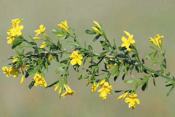 The wild yellow jasmine blooming in spring, Chrysojasminum fruticans