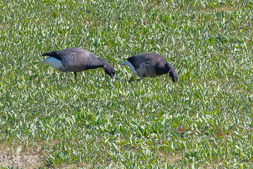 Ringelgans © ulikloes