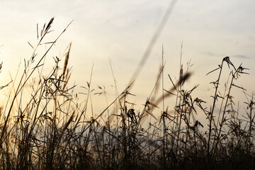 Obraz premium reeds at sunset
