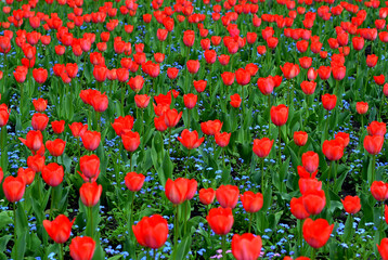 Close-up red tulips in beautiful blue forget-me-nots field. Bulbous field red tulips bright...