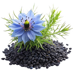 black cumin seeds with nigella sativa flower on transparent background