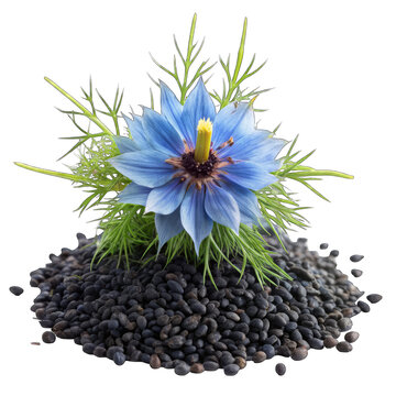 black cumin seeds with nigella sativa flower on transparent background