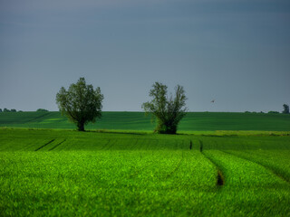 Pole © Robert