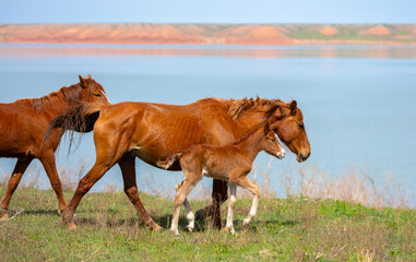 A herd of horses graze in the meadow in summer, eat grass, walk and frolic. Pregnant horses and...