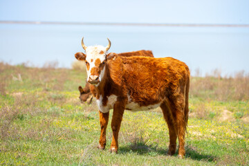 A cow and a newborn calf graze on a pasture in a green meadow. The concept of animal husbandry and organic food.