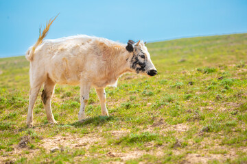 A cow and a newborn calf graze on a pasture in a green meadow. The concept of animal husbandry and organic food.