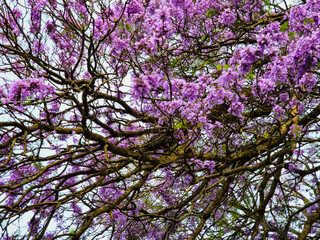 pink flower blooming in Nilgiris