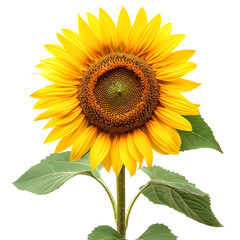 Obraz premium Sunflower isolated on transparent background.