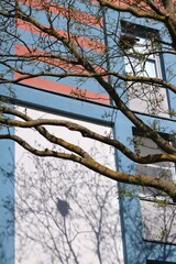 budding tree and bird's nest with bird on branch casts shadow on wall of modern building. concept: urban nature integration, light and shade, urban ecosystem, harmonious coexistence, cityscape harmony