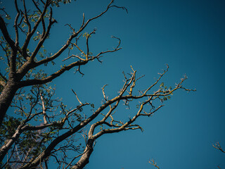 Tree branches