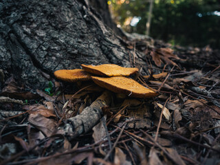 Mushrooms in the park