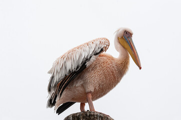 Telephoto shot of a great white pelican -Pelecanus onocrotalus-near Walvis Bay, Namibia