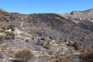 Fototapeta premium Nach dem Waldbrand in Spanien