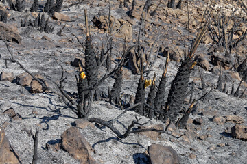 Nach dem Waldbrand in Spanien