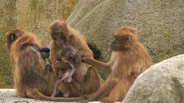 Red monkey family. A small baby monkey near the mother monkey sitting on the stones slow motion.