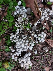 Fairy Inkcap (Coprinellus disseminatus)