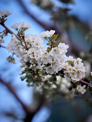 Bright cherry blossom. Spring cherry blossoms
