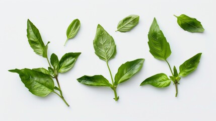Fototapeta premium Fresh basil leaves isolated on white background. Top view.