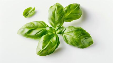 Obraz premium Fresh basil leaves isolated on white background.