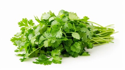 Fototapeta premium Fresh coriander leaves isolated on white background.