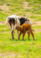 A cow and a newborn calf graze on a pasture in a green meadow. The concept of animal husbandry and organic food.