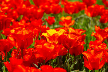 Obraz premium Wild Red Data Book tulips Greig in the fields of Kazakhstan. Spring flowers under the rays of sunlight. Beautiful landscape of nature. Hi spring. Beautiful flowers on a green meadow.