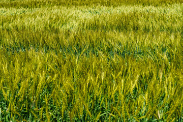 風に揺れる麦の穂