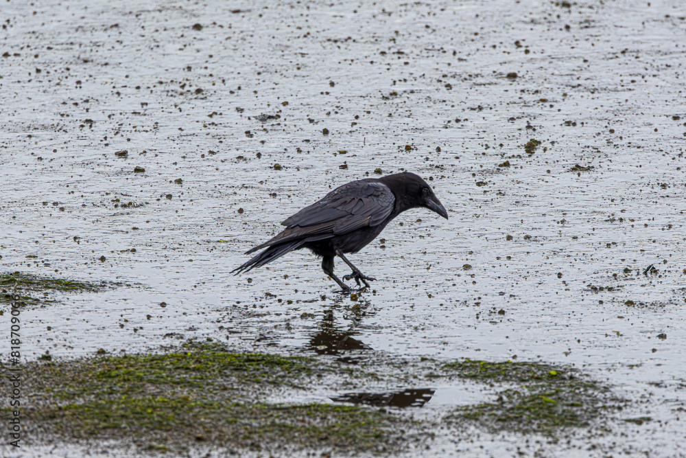 Sticker crow