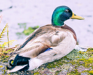 duck in the pond