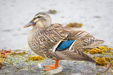 duck in the pond