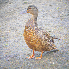 duck in the pond