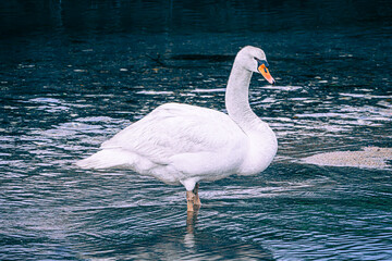 Fototapeta premium swan in the water