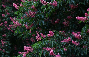 lush dark green foliage with clusters of vibrant pink flowers, blooming chestnut. concepts: visual content for social media posts promoting outdoor activities, nature conservation, or mental wellness