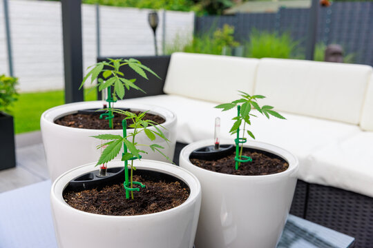 Marihuana Cannabis Outdoor Eigenanbau