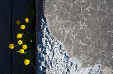 Contrast pattern, Gray rough concrete wall with broken crack lines and peeling stones and freshly blossomed delicate yellow dandelion flowers illuminated by sunlight against dark shadow background