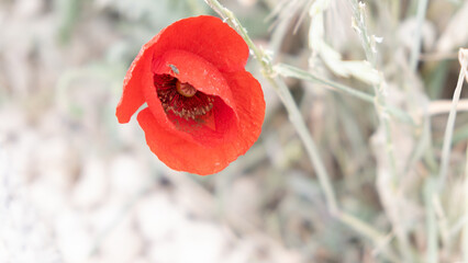 red poppy flower