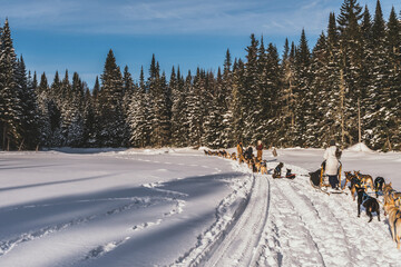 Sled dogs and teams in Northern Quebec, Canada