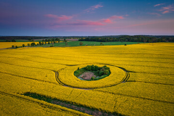 Yellow rapeseed field at sunset in northern Poland