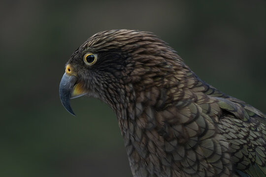 Kea alpine parrot close up portrait New Zealand endemic mountain bird