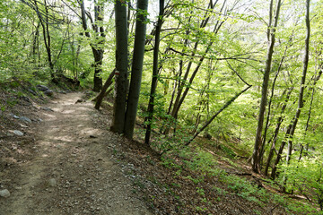 Randonnée en forêt