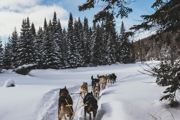 Dog sledding in Northern Quebec, Canada