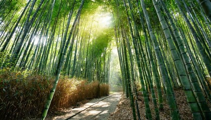 bamboo forest at sunset