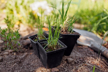 Planting potted ornamental grasses in garden. Molinia moor grass, sporobolus airoides into soil