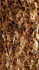 Roots of Philodendron bipinnatifidum plant in the garden. Green background of lacy tree philodendron, horsehead philodendron or selloum.