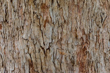 bark of a tree close up
