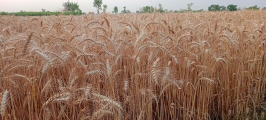 Dry Wheat ready for cropping in village 