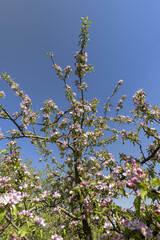 Beautiful pink apple blossoms on a blue sky background