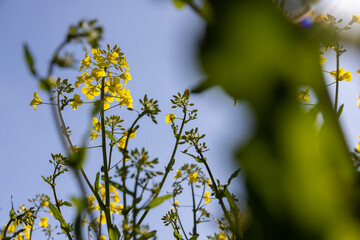 a monocultural field with flowering rapeseed in agriculture